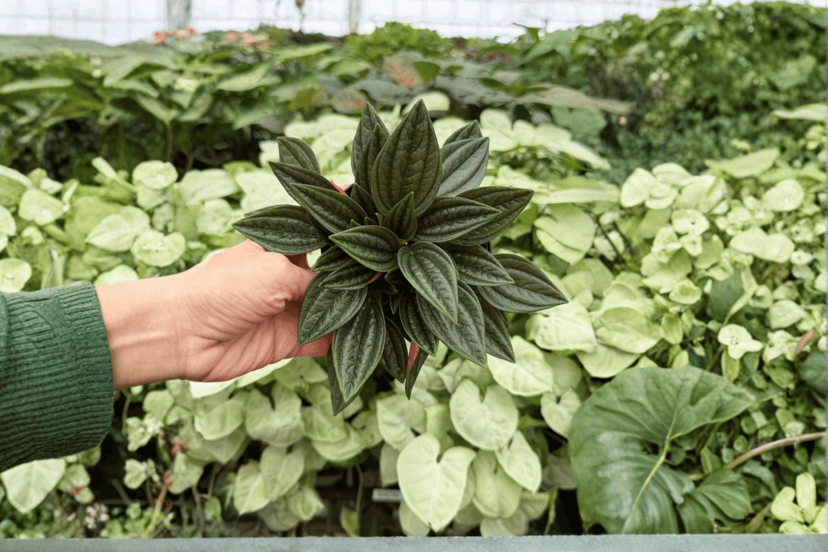 Peperomia Rosso 2 Live Plants in 4-Inch Pots | Peperomia caperata