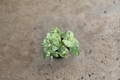 Alocasia Odora Batik Variegated - Rooted 4-Inch Starter Plant