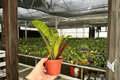 Croton Petra 2 Live Plants – 4-Inch Pots | Codiaeum variegatum ‘Petra’