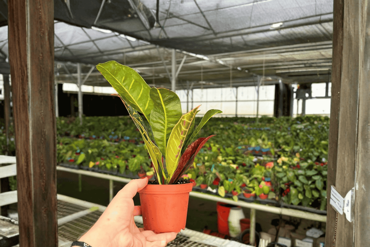Croton Petra 2 Live Plants – 4-Inch Pots | Codiaeum variegatum ‘Petra’