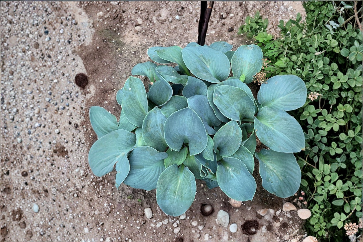 Silver Bullet Hosta – 3-Inch Pot Starter Plant (Green Leaves with White Center)
