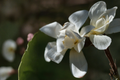 Bigleaf White Magnolia Magnolia macrophylla Bare Root Plant – 6+ inches, Live