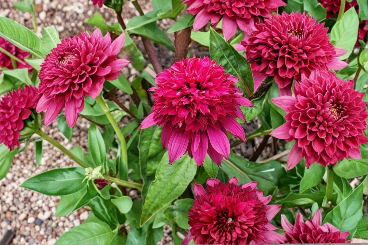 Double Scoop Raspberry Deluxe Coneflower Live Starter Plants | 3 in 1 Qt Pots