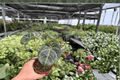 Anthurium Silver x Red Gunsal Live Plants - 4-Inch Pots (2 Plants)