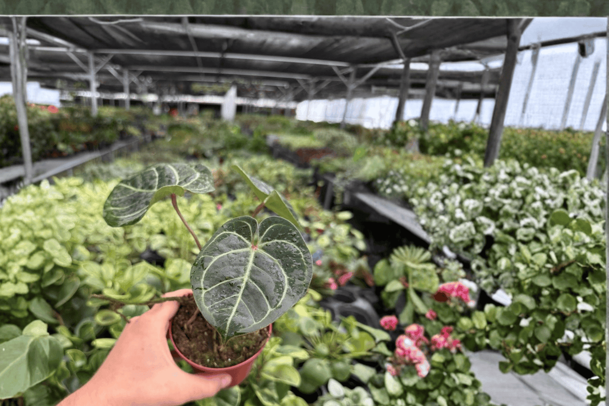 Anthurium Silver x Red Gunsal Live Plants - 4-Inch Pots (2 Plants)