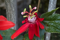 Passiflora 'Lady Margaret' Live Plant - 6–8 Inches Tall, No Pot