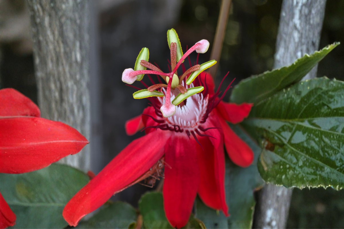Passiflora 'Lady Margaret' Live Plant - 6–8 Inches Tall, No Pot