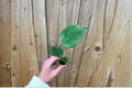 Monstera deliciosa Starter Plants (2) Bare Root – Swiss Cheese Plant