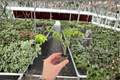 Alocasia brancifolia Nishihira Starter Plants (2 Live Bare Root) - Tropical Aroid