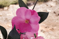 Japanese Camellia Afternoon Delight - 3 Gallon Live Plant, Pink Flowering Evergreen Shrub