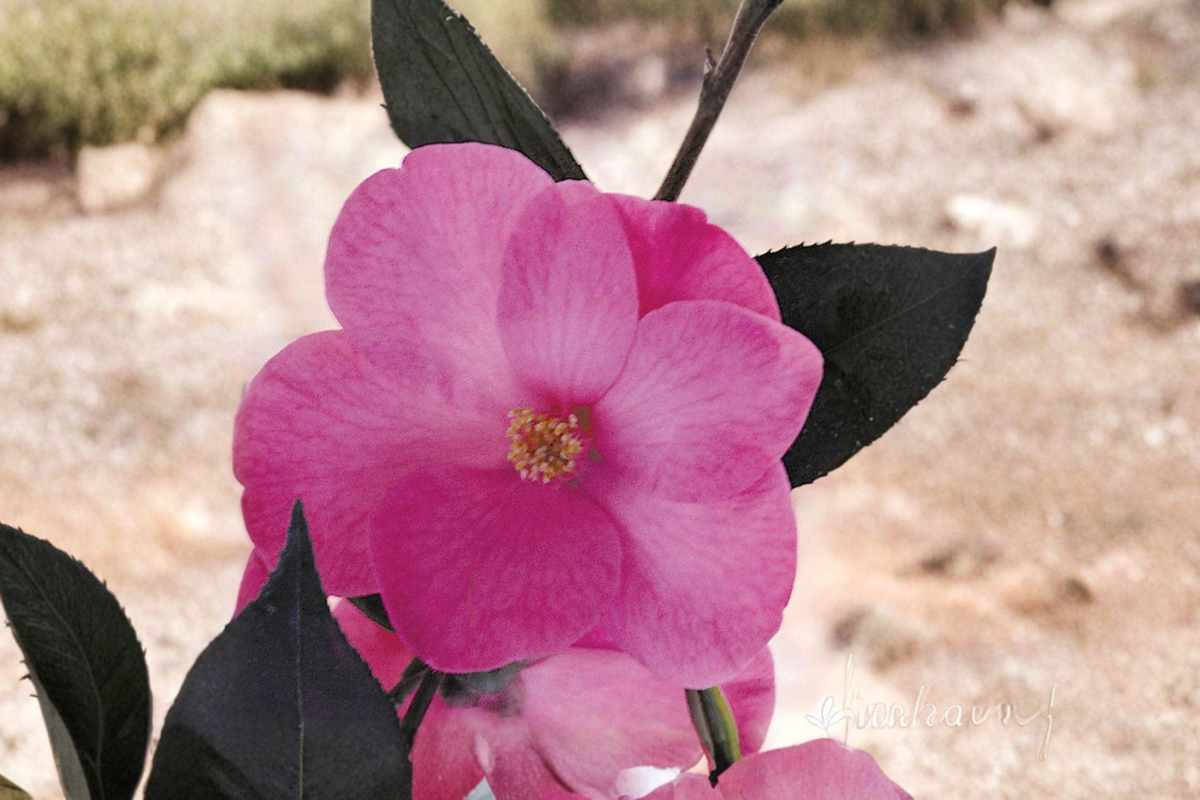 Japanese Camellia Afternoon Delight - 3 Gallon Live Plant, Pink Flowering Evergreen Shrub