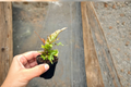 Fern Starter Plant - Rooted Indoor Maidenhair/Blue Oil/Autumn Fern in 2" Pot