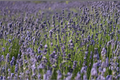 Lavender Live Plant Lavandula angustifolia Rooted Live Plant - 1 Established Plant in 4-inch Pot Shipped Without Pot