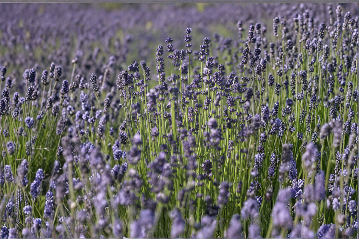 Lavender Live Plant Lavandula angustifolia Rooted Live Plant - 1 Established Plant in 4-inch Pot Shipped Without Pot