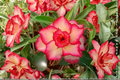 Desert Rose Seeds 10 Pack Adenium Obesum – Mixed Color Flowering Succulent