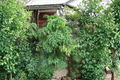 Ming Aralia Stump Bonsai Live Plant in 6-Inch Pot | Polyscias fruticosa