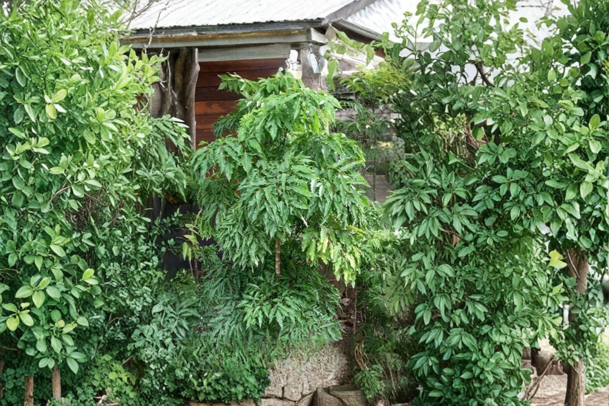 Ming Aralia Stump Bonsai Live Plant in 6-Inch Pot | Polyscias fruticosa