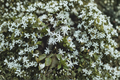 Angel Wing Star Jasmine Live Plant Jasminum nitidum - 4-Inch Pot, 10–14 Inches Tall