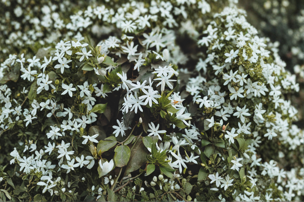 Angel Wing Star Jasmine Live Plant Jasminum nitidum - 4-Inch Pot, 10–14 Inches Tall