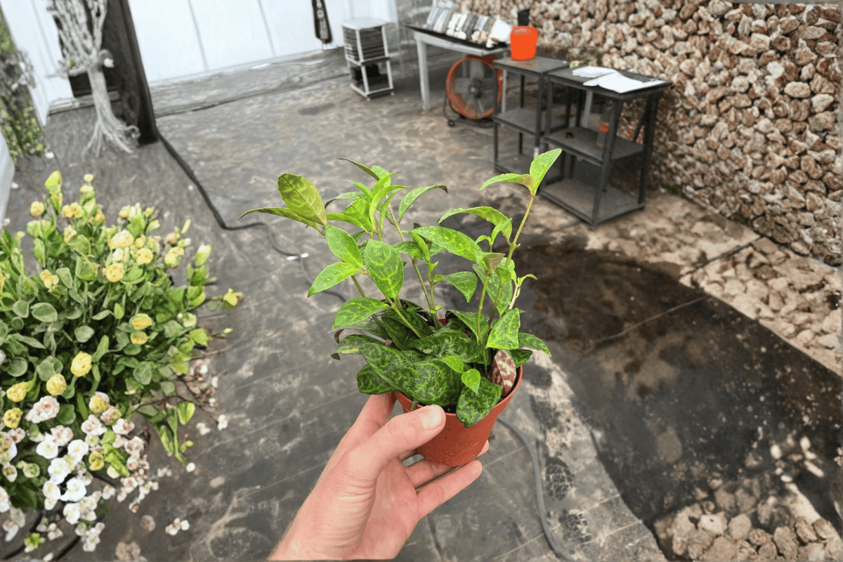 Black Pagoda Lipstick Plant | Aeschynanthus longicaulis - 2 Live Plants in 4-Inch Pots