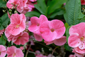 Thai Pink Crown of Thorns Euphorbia milii – Live Plant, 7–12" Tall