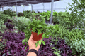 Hoya bilobata – 2 Live Plants in 4-Inch Pots (Exact Plants)