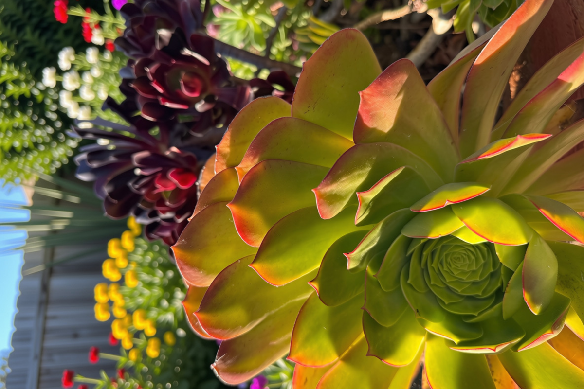 Aeonium Cream Tea Cutting (2 inch) – Variegated Sweet Tea Aeonium Cutting
