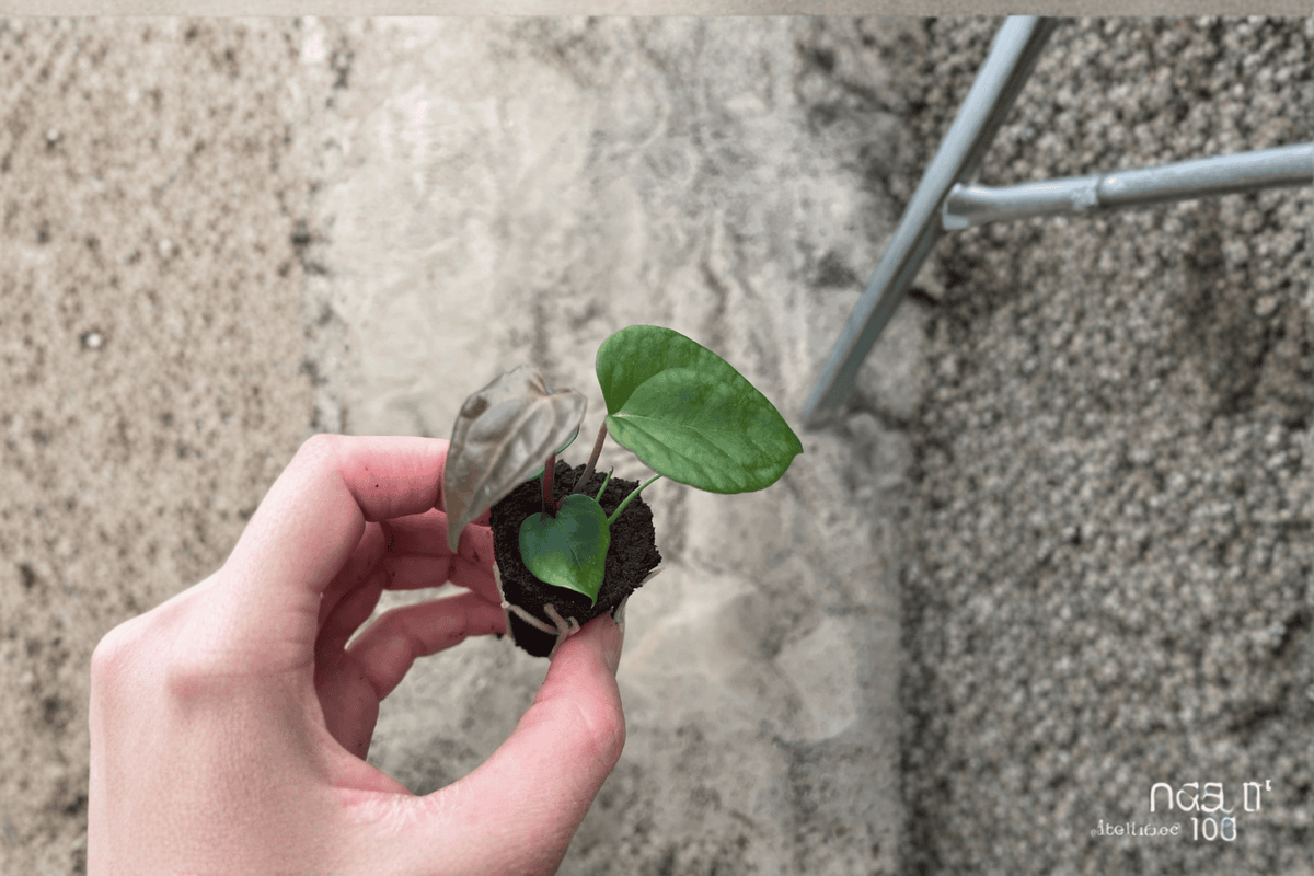Anthurium Ace of Spades × Papillilaminum Starter Plants (2) – Bare Root Live Hybrid Aroid