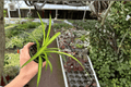Hawaiian Spider Plant 2 Live Plants in 4-Inch Pots | Chlorophytum comosum