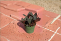 Jewel Orchid Ludisia discolor Live Plant - 4-Inch Rooted Plant