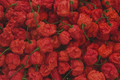 Carolina Reaper Live Pepper Plants – Lot of 3, 75+ Day Old Starters Capsicum chinense