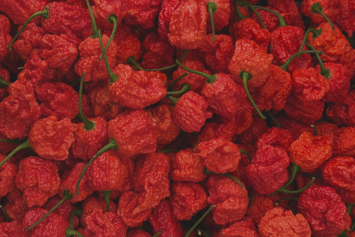Carolina Reaper Live Pepper Plants – Lot of 3, 75+ Day Old Starters Capsicum chinense