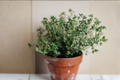 2 Live English Thyme Plants (Thymus vulgaris) 3-6 Inches - No Pot