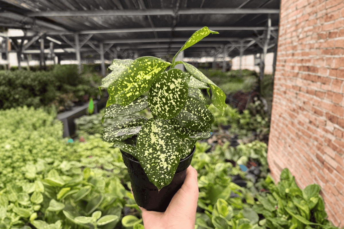 Dracaena Florida Beauty 2 Live Plants in 4-Inch Pots | Dracaena surculosa