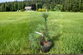 Oregon Green Austrian Pine Pinus nigra ‘Oregon Green’ – 12-Inch Live Plant in 1 Gal Pot