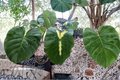 Waikiki Colocasia Live Plant - 3–6 Inches Tall, No Pot