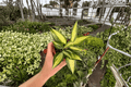 Hoya Pot of Gold – 2 Live Plants in 4-Inch Pots | Hoya latifolia 'Pot of Gold'