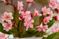 Pink Oleander Live Starter Plant – Well-Rooted 4–6" Tall | Ships Without Pot