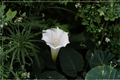 Angel Trumpet Brugmansia Single Pink Live Rooted Plants - 3 Starter Plants in Pots