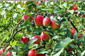 Anna Apple Tree - Self-Pollinating Malus domestica 'Anna' Live 4 Ft - Ready to Plant