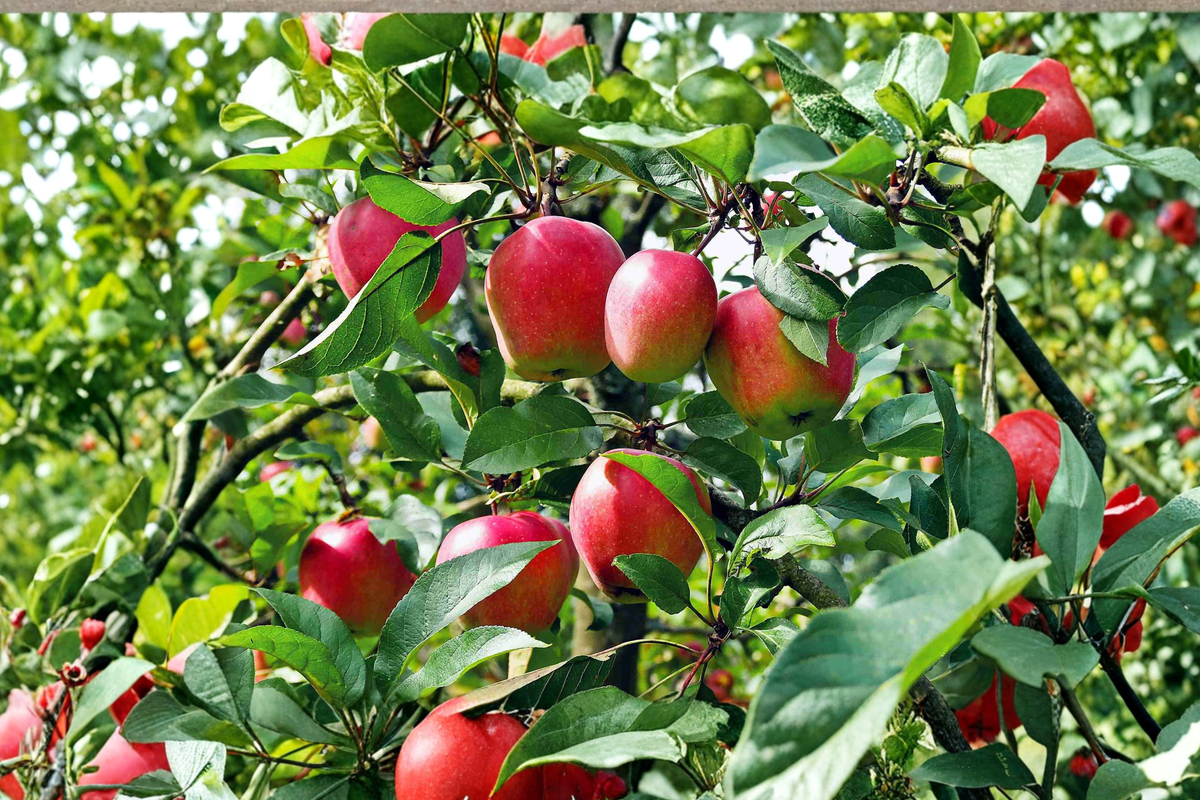 Anna Apple Tree - Self-Pollinating Malus domestica 'Anna' Live 4 Ft - Ready to Plant