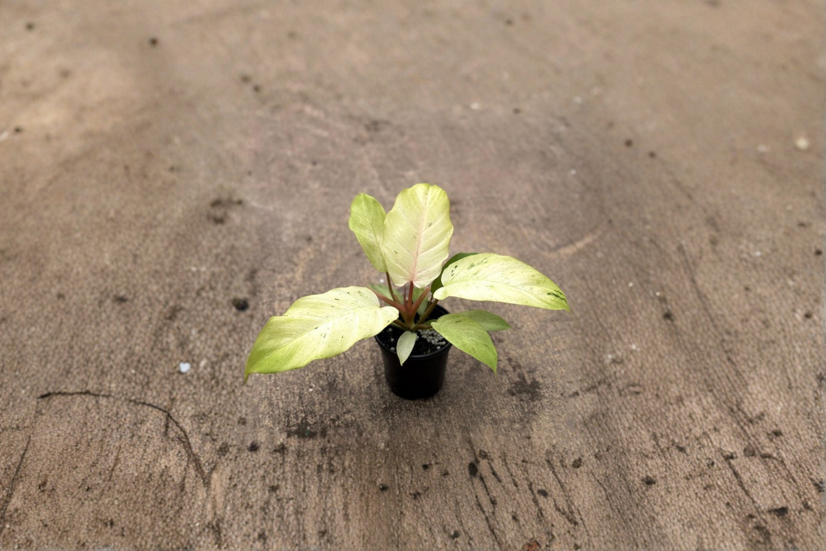 Philodendron Snowdrift – Rooted 4 Inch Variegated Tropical Plant