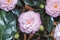 October Affair Camellia Live Plant - 3 Gallon Pot, Pink Fall Bloom, Evergreen Shrub