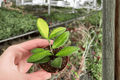 Hoya DS-70 Variegated Starter Plants (2) – Bare Root
