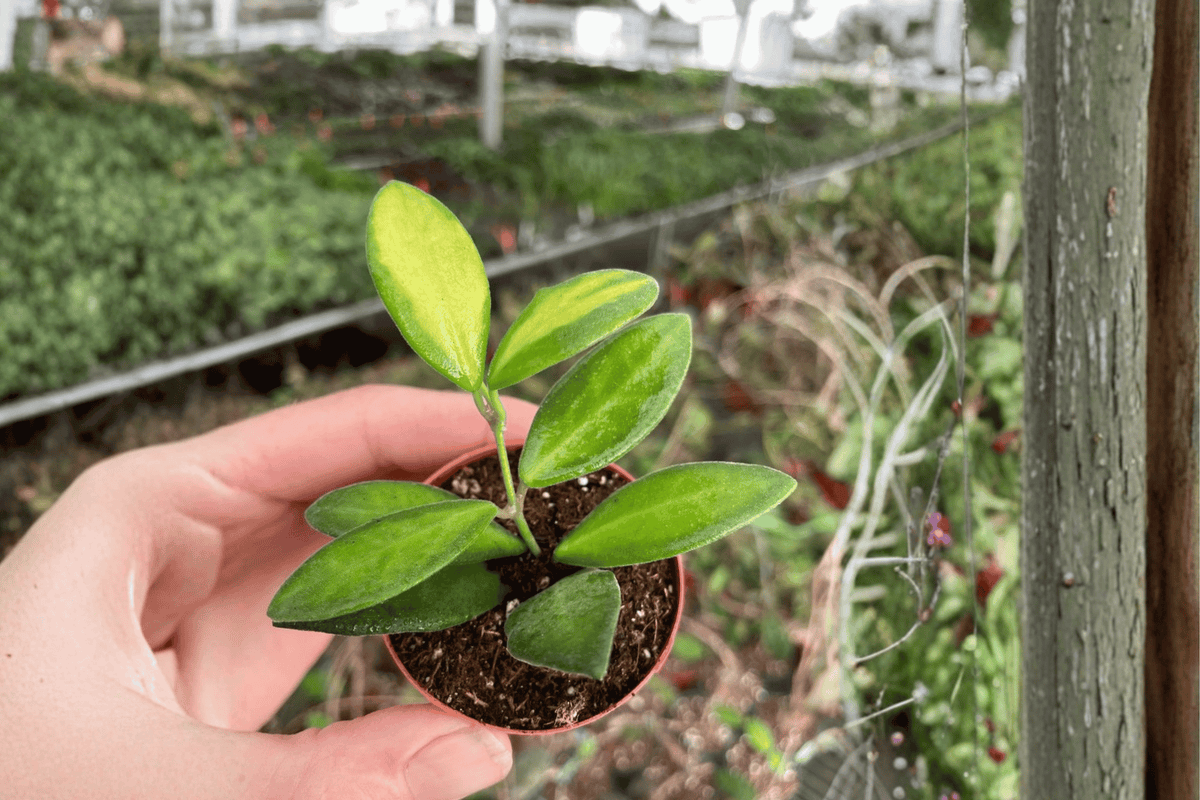 Hoya DS-70 Variegated Starter Plants (2) – Bare Root