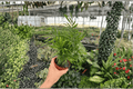 Neanthe Bella Palm (Chamaedorea elegans) - 2 Live Plants in 4-Inch Pots