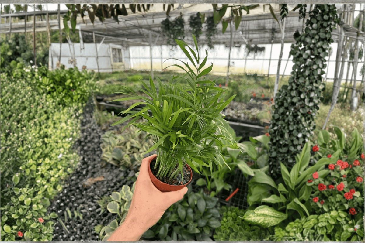 Neanthe Bella Palm (Chamaedorea elegans) - 2 Live Plants in 4-Inch Pots