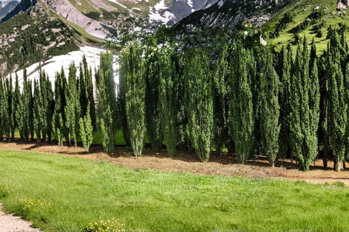 Sky Pencil Japanese Holly Ilex crenata 'Sky Pencil' - 3 Gal Live Plant for Privacy Hedges