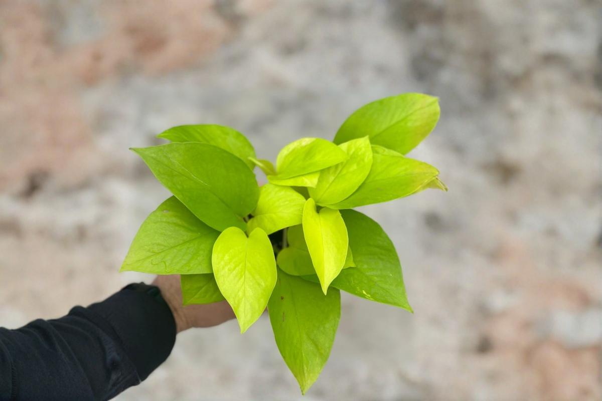 Neon Pothos Live Plant - Epipremnum aureum Cutting in 3-Inch Pot
