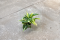 Philodendron Rio Live Starter Cutting – Variegated Heartleaf Philodendron